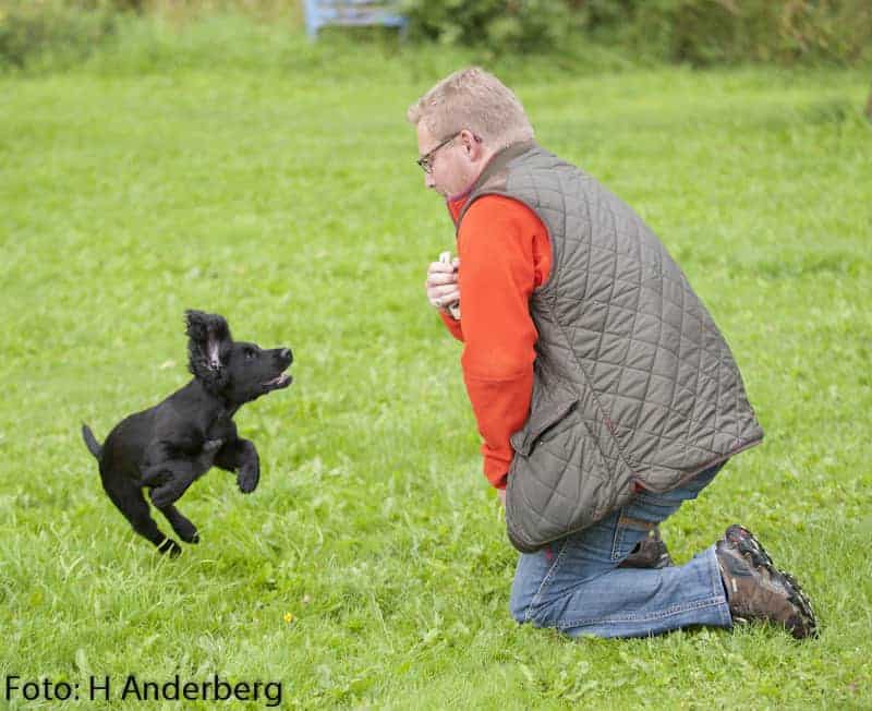 Full Fart Sklart Jaktspanielklubben